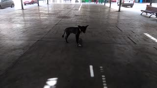 Skateboarding dog navigates with ease