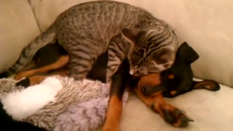 Winston (kitty) takes care of Zeke (puppy).3gp