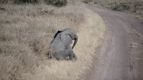 Baby elephant throwing a tantrum