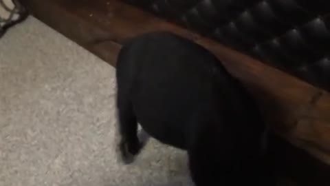 Piglet busts out some serious "dance" moves