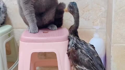 CAT VS DUCK BEST FIGHT EVER 🤣🤣 FUNNY CAT AND FUNNY DUCK