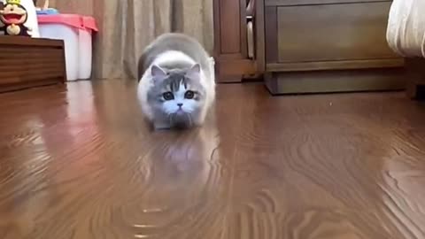 Funny Kittens walk like a worm