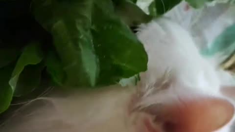 Funny cat | must have veges