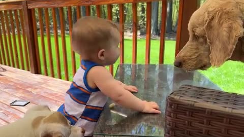 Funniest babies playing around animals