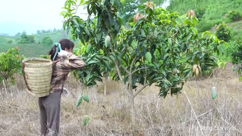 Harvest giant mangoes to bring to the market to sell - Build a wooden house