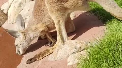 The kangaroo