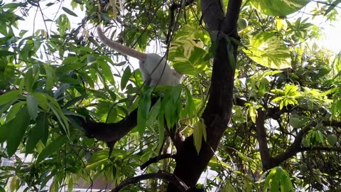 Naughty puchiki jumping from tree # hyderbad vlogs # blogs