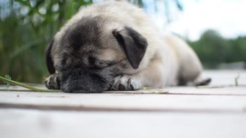 Close-up view of a sleepy brown puppy