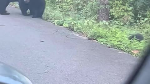 Bear Cub Siblings Wrestle Together