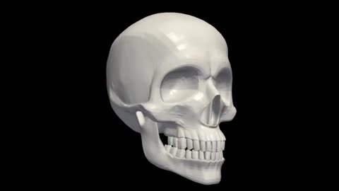 3d model of human skull