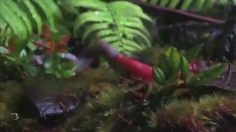 leech devours giant worm