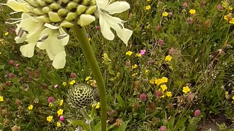 A section of leaf and flower species from village life / chapter 45