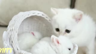 little cat and little bunny playing