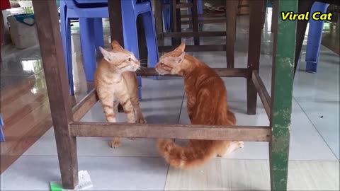 Viral Cat - Cats Fighting and Meowing