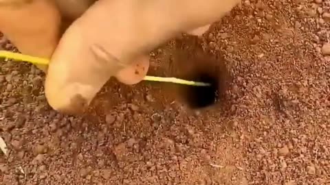 Ants are smarter than Engineer #science #sciencefacts #shorts #ytshorts