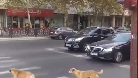 les chiens sont vraiment très intelligent