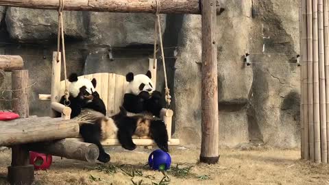 The giant panda