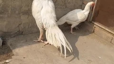 White Beautiful birds | cute bird video | animals funny video | birds