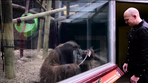 MAGIC TRICK FOR ORANGUTAN | FUNNY ANIMALS HQ