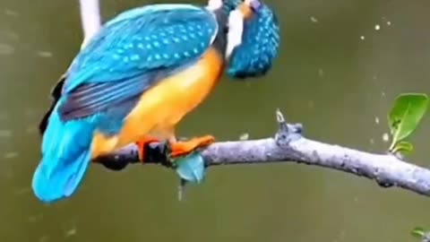 Cute Bird sounds