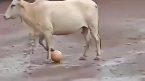 Ox playing football