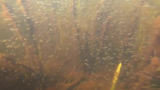 Schooling Fish