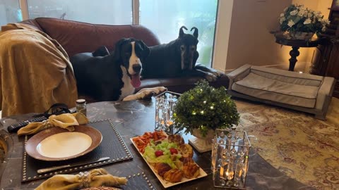 Funny Drooling Great Dane Forgets Her Table Manners