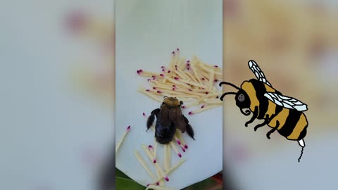 CLOSE UP OF BEES POLLINATING A MAGNOLIA FLOWER