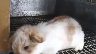 Holland Lop Baby Goes Exploring