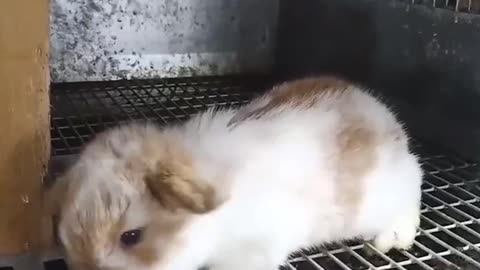 Holland Lop Baby Goes Exploring