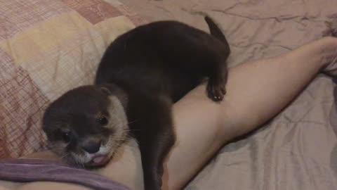 Baby otter gets cozy with owner before nap time
