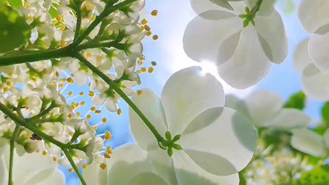 White flower blooms, harvesting 🌺🌹🌺