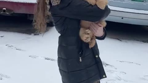 Bringing home a golden puppy like...