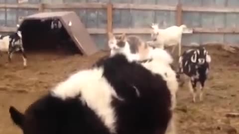 5 mins of cows funny