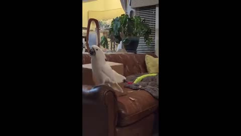 Funny and Cute Parrot Videos That Will Change Your Mood For Good