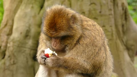 Ape Monkey Primate Barbary Macaque AnimalCute