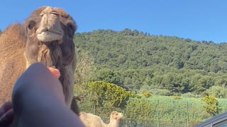 Hungry Camel Tries to Get into Car