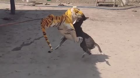 Prank dog vs fake tiger part 3..