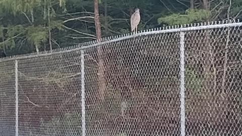 Green Heron in Florida Part 1