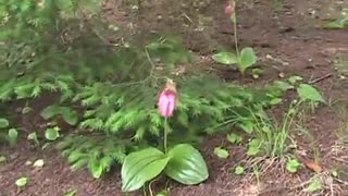 #280 - 20110529 - Wild Lady Slipper Orchids