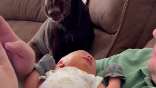 Jealous Dog That Wants Attention From Dad Smiles