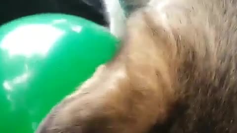 Give a balloon to a dog and it won't bite