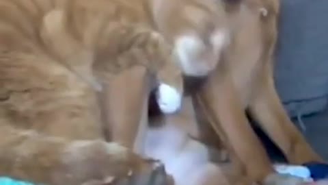 Parents Set Up Hidden Camera And Catch Cat Cuddling Their Anxious Dog | The Dodo