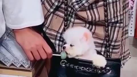 Puppy eating lollipop