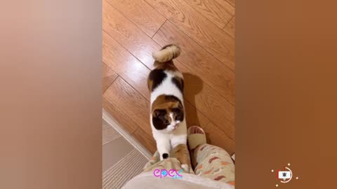 "Hilarious Cats and Dogs Compilation #36 😻🤣 New Funny Animal Videos 😍🐈"