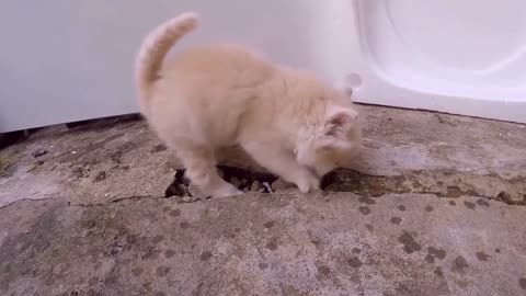 Kitten find a place to poop before it