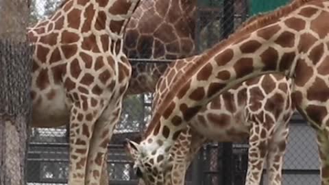 Taronga Western Plains Zoo has a new baby giraffe, and watching him lean to walk will make your day