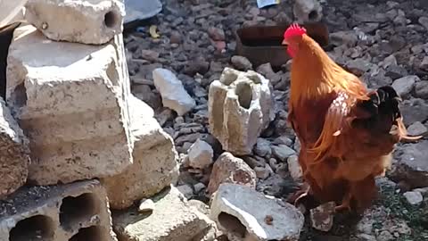 The rooster feeds the chicken very funny 😂😂