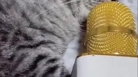 Funny cats videos try not to laugh extreme