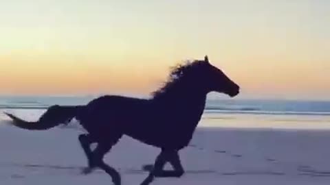 Beautiful Horse running ar beach.